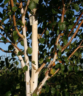 Betula pendula 2-kmeň